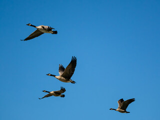 Canadian Geese in flight soaring through the sky