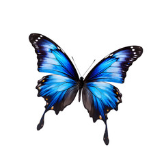 Obraz premium Beautiful color butterfly isolated on a transparent background