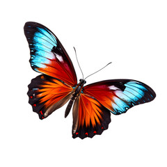Fototapeta premium Beautiful color butterfly isolated on a transparent background