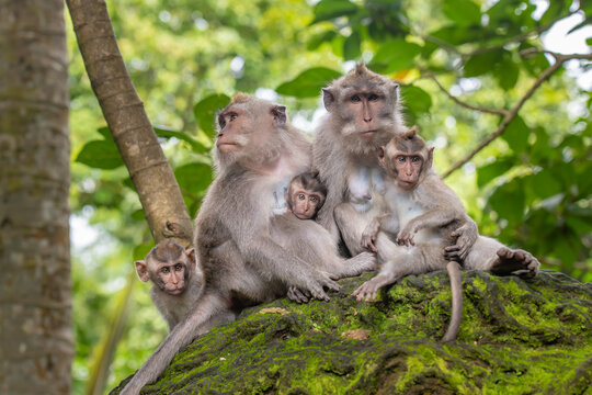Macaque monkeys at Ubud Monkey Forest Sanctuary in Ubud, Bali, Indonesia.
