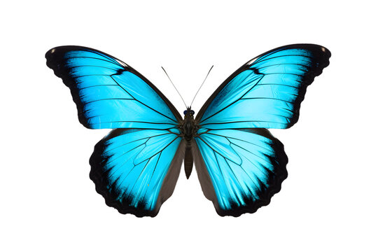 Beautiful color butterfly isolated on a transparent background