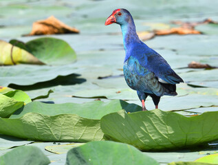 Purple Swamphen on Lotus leaf