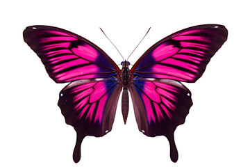 Beautiful color butterfly isolated on a transparent background