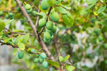 Plum tree branches with green unripe fruits. Selective focus. Agriculture. Shallow depth of field.