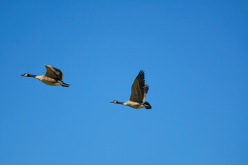 A pair of beautiful Canadian Geese flying together in the clear blue sky