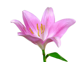 Lily flower head bud isolated floral close-up macro photo. Floral clipart design element. Florist shop. Flower store. Romantic, dating, gift, celebration concept.