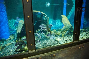 Institute for the Study of the Black Sea. Museum with representatives of marine fauna.