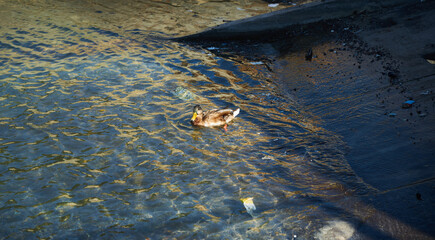 Wild duck in the river. Birds of our planet