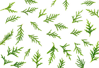 Pine twigs, green leaves pattern isolated on white background, top view