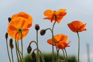 Obraz premium Orange Mohnblumen gegen den Himmel