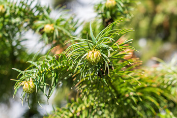 Cunninghamia lanceolata (Chinese fir) green seed cones in Sao Francisco de Paula, South of Brazil