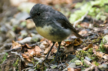 A South Island robin (Petroica australis australis), Maori name kararuwai, endemic in the forests of South Island, New Zealand

