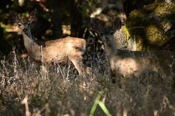 deer in the forest