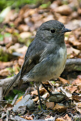 A South Island robin (Petroica australis australis), Maori name kararuwai, endemic in the forests of South Island, New Zealand
