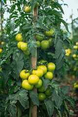 Unreife Tomaten am Strauch