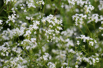 Galium grows in nature