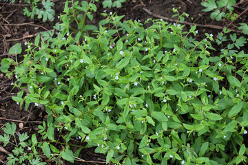 Forget-me-not (Myosotis sparsiflora) blooms in nature