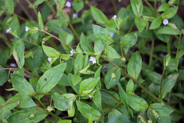 Fototapeta premium Forget-me-not (Myosotis sparsiflora) blooms in nature