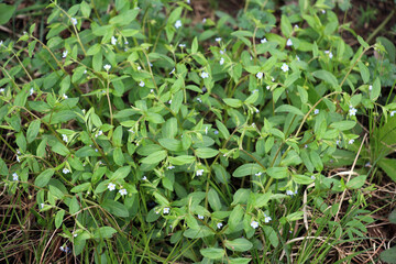 Forget-me-not (Myosotis sparsiflora) blooms in nature