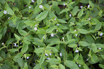 Forget-me-not (Myosotis sparsiflora) blooms in nature