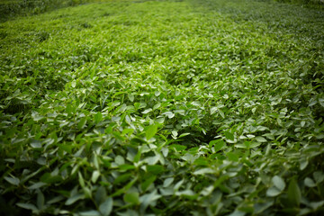 Soybeans. Ripening of soybeans. Soybean field