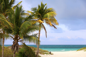 Naklejka na ściany i meble View to tropical beach with white sand and coconut palm trees. Coast of Caribbean island