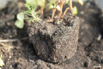 Planting in ground. Poorly grazed plant. Seedling and soil.