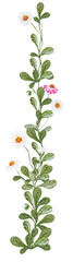 Obraz premium Daisy - Gänseblümchen, Aquarell Illustration watercolor Clipart Blume Hochzeit Flower handmadecards kartengestaltung Muster pattern