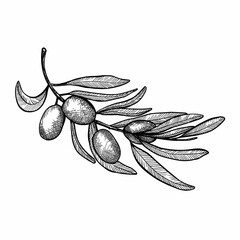 illustration of olive branch in sketch style. Hand drawind hight quolity vector illustration