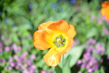 Orange flower in garden. Garden in summer. Details of nature.