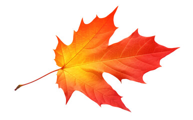 Vibrant yellow and red maple tree autumn leaf cut out