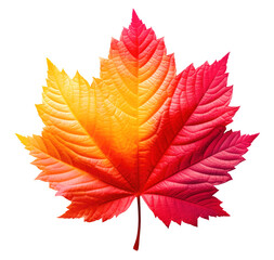 Multicolored autumn leaf cut out
