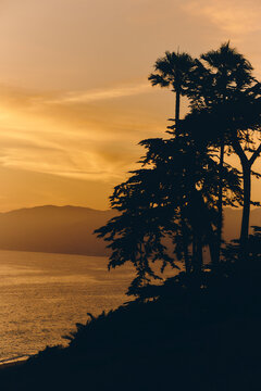 Malibu sunset. Palm on the hills. 