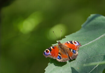 Ein Tagpfauenauge Schmetterling sitzt im Sommer auf einem grünen Blatt, Aglais io