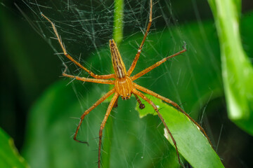 A photo of a monkey Lynx Spider on leaf . The spider is also called monkey lynx spider.