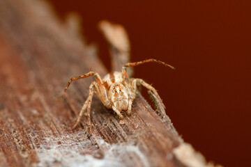 A photo of a monkey Lynx Spider on leaf . The spider is also called monkey lynx spider. The spider is guarding her egg sac.