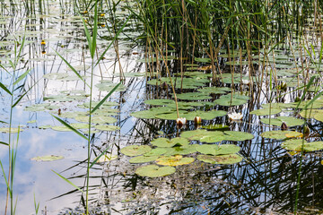 Water lily and cane on the pond in summer