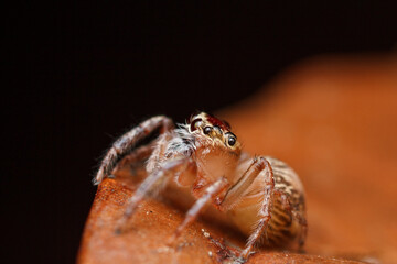 A photo of a jumping spider on leaf against black background. Jumping spider (Pancorius sp.)