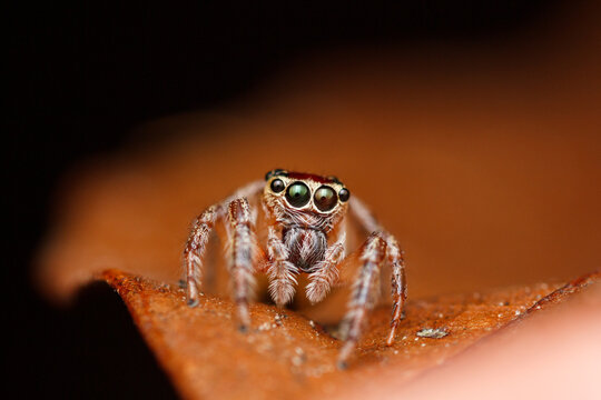 A photo of a jumping spider on leaf against black background. Jumping spider (Pancorius sp.)