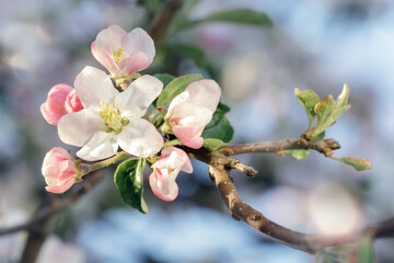 A branch of white spring apple blossoms on a blurred light blue background