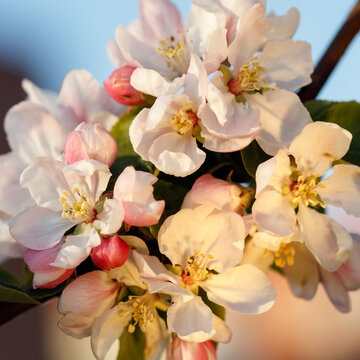 Bouquet of white apple blossoms in evening light, square image