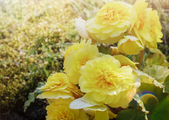 Hiemalis begonia yellow flowers macro closeup in sunny background