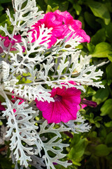 Marine cineraria with exotic openwork leaves, silver color, close-up. A plant with openwork silver leaves for decoration of flower beds in a city park
