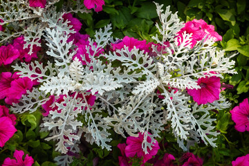 Silver Dust, Senecio cineraria. Macro with dark green leaves background
