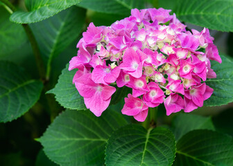 Blooming cultivar bigleaf hydrangea (Hydrangea macrophylla 'Endless Summer') in the summer garden.