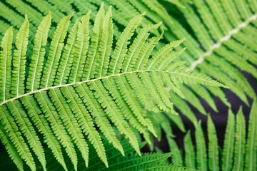 Natural floral fern green foliage in sunlight.