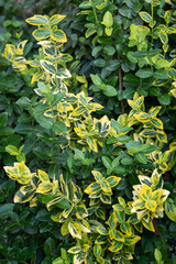 Euonymus fortunei emeralnd n gold cultivar leaves, yellow and green leaf, ornamental branches, foliage background