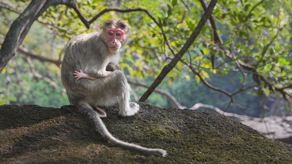 Fototapeta premium Monkey pulls baby to her breast sitting on a rock