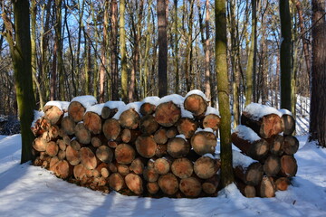 Holzstapel im Winterwald