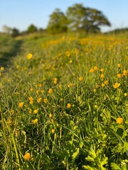 field of yellow flowers at sunset